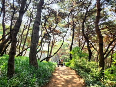 하보영 - 남산위의 소나무들