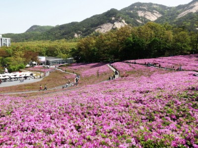 노원구 봄맞이 대표축제 <2025 불암산 철쭉제> 일정 변경 안내 [변경된 축제기간 : 4. 18. ~ 4. 29.]
